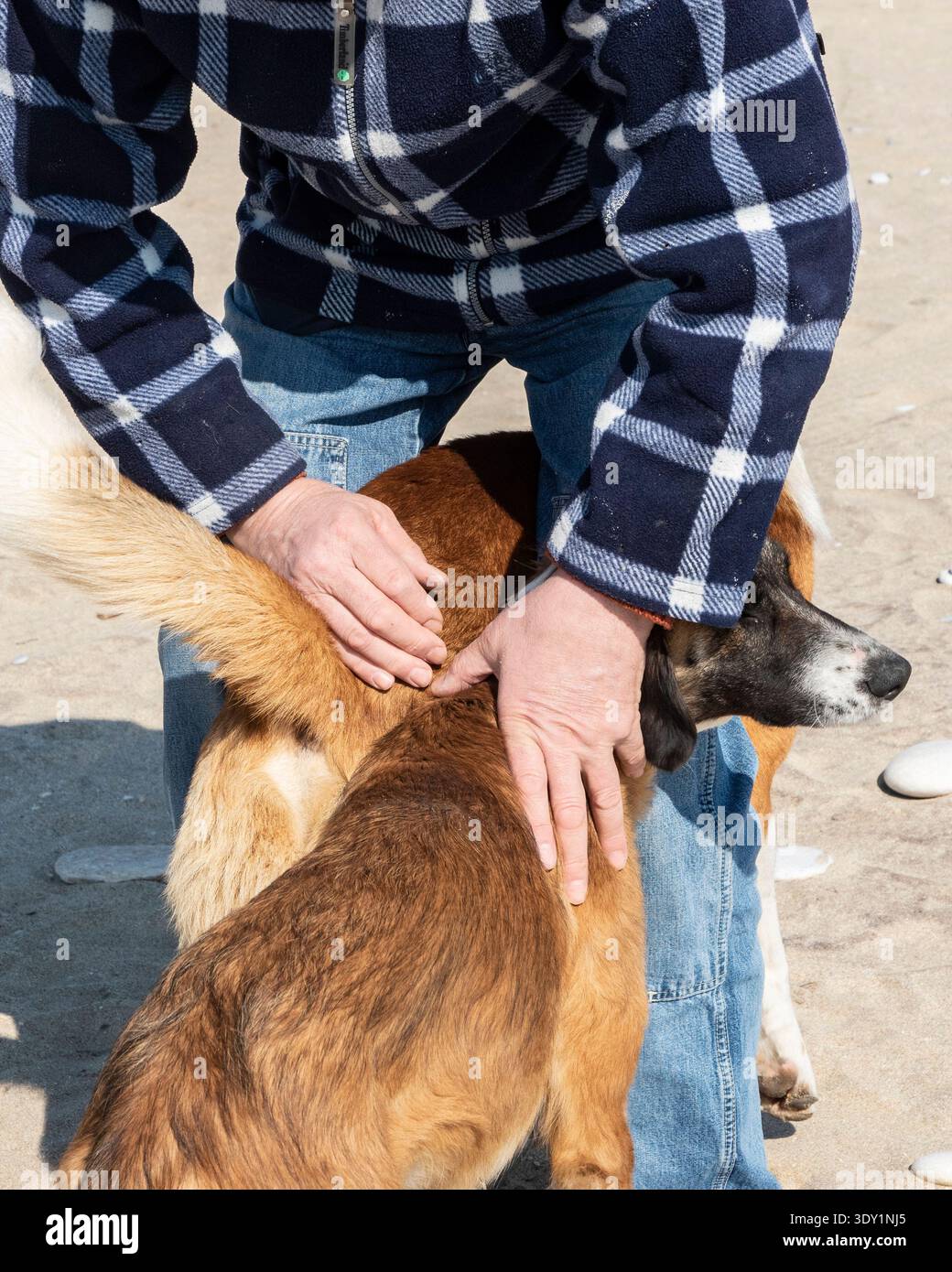 Uomo che mostra affetto ai cani amichevoli di razza mista sulla spiaggia sabbiosa, simboleggia la compassione, la fiducia e il legame umano con gli animali. Foto Stock