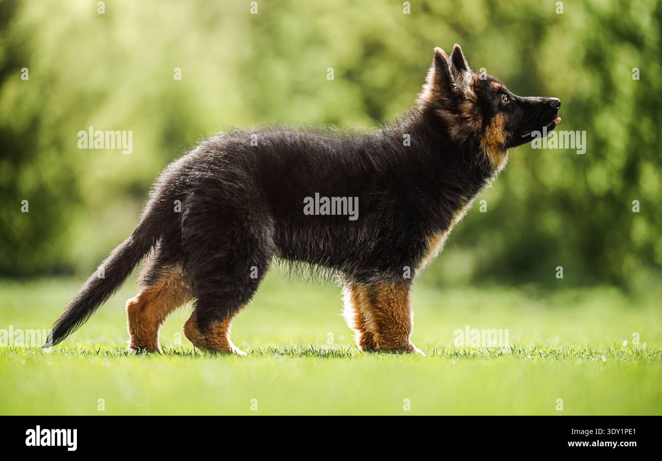 Adorabile cucciolo di pastore tedesco in piedi su erba verde fresca in una luce naturale soffusa. Foto Stock