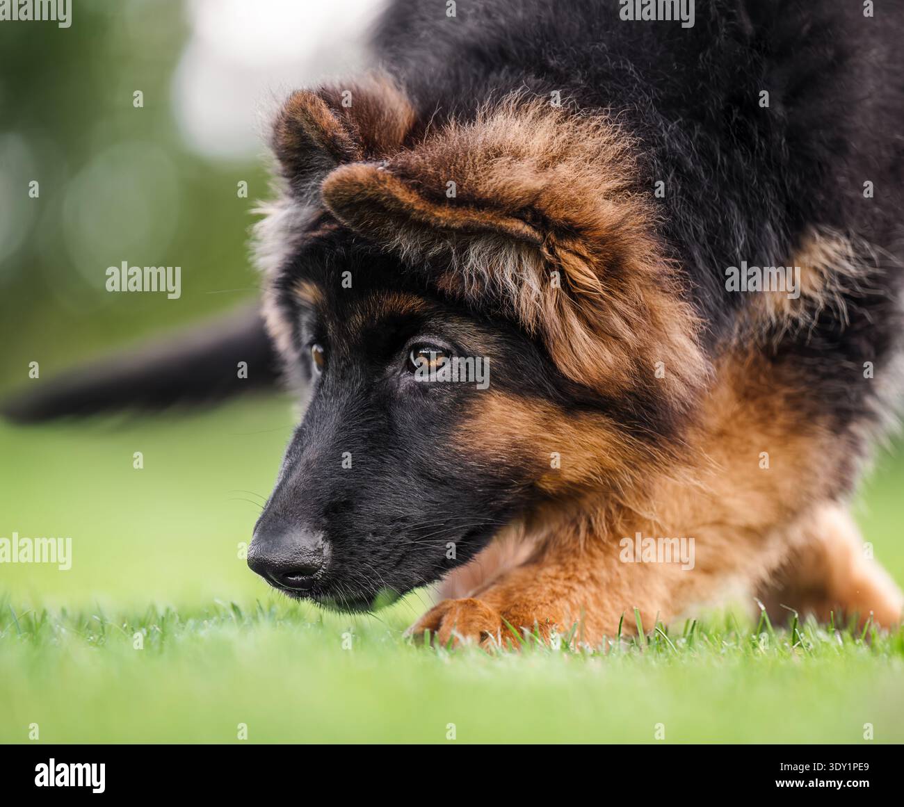 Ritratto di cucciolo di pastore tedesco di lusso su prato verde, giorno di sole, sfondo naturale. Foto Stock