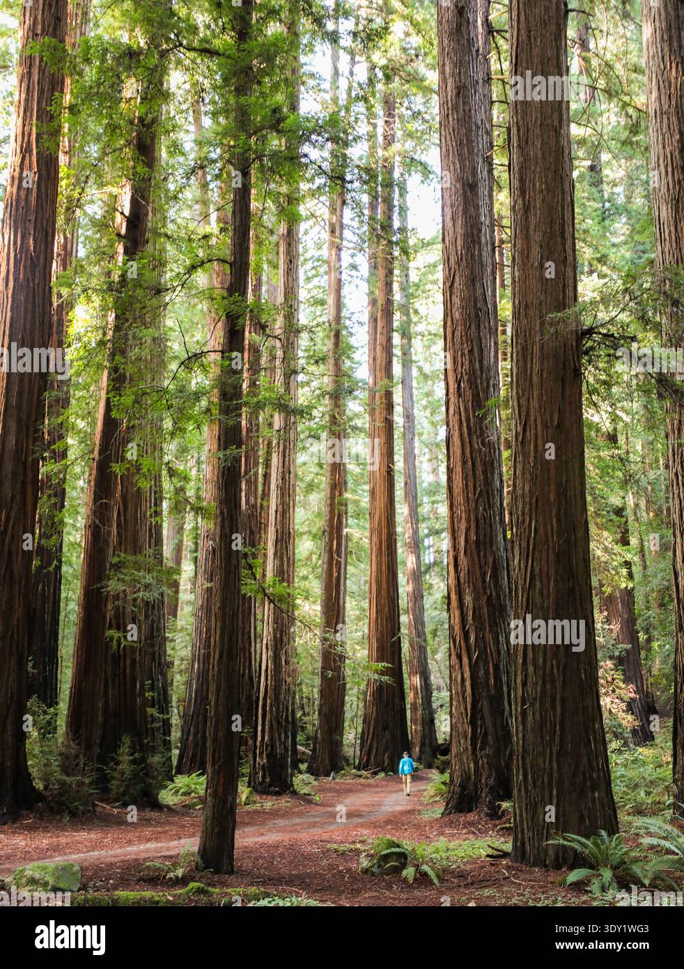 Veduta di torreggianti alberi di sequoia che proiettano ombre attenuate sul fondo della foresta, con una figura solitaria che fa trekking in lontananza, Weott, California, United Foto Stock