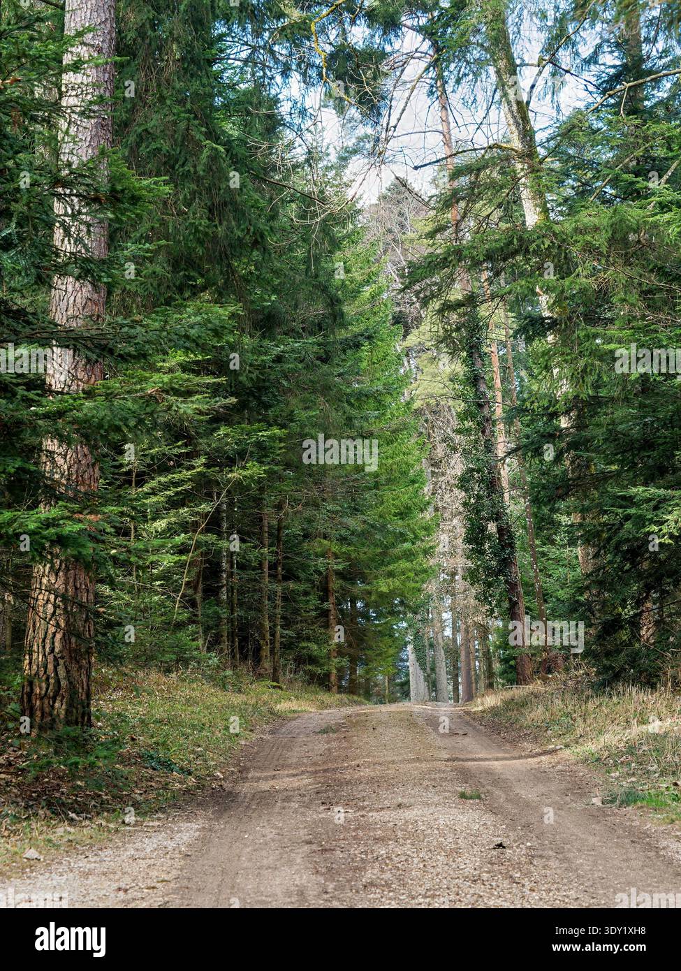 Percorso di ghiaia illuminato dal sole attraverso una fitta foresta di conifere Foto Stock
