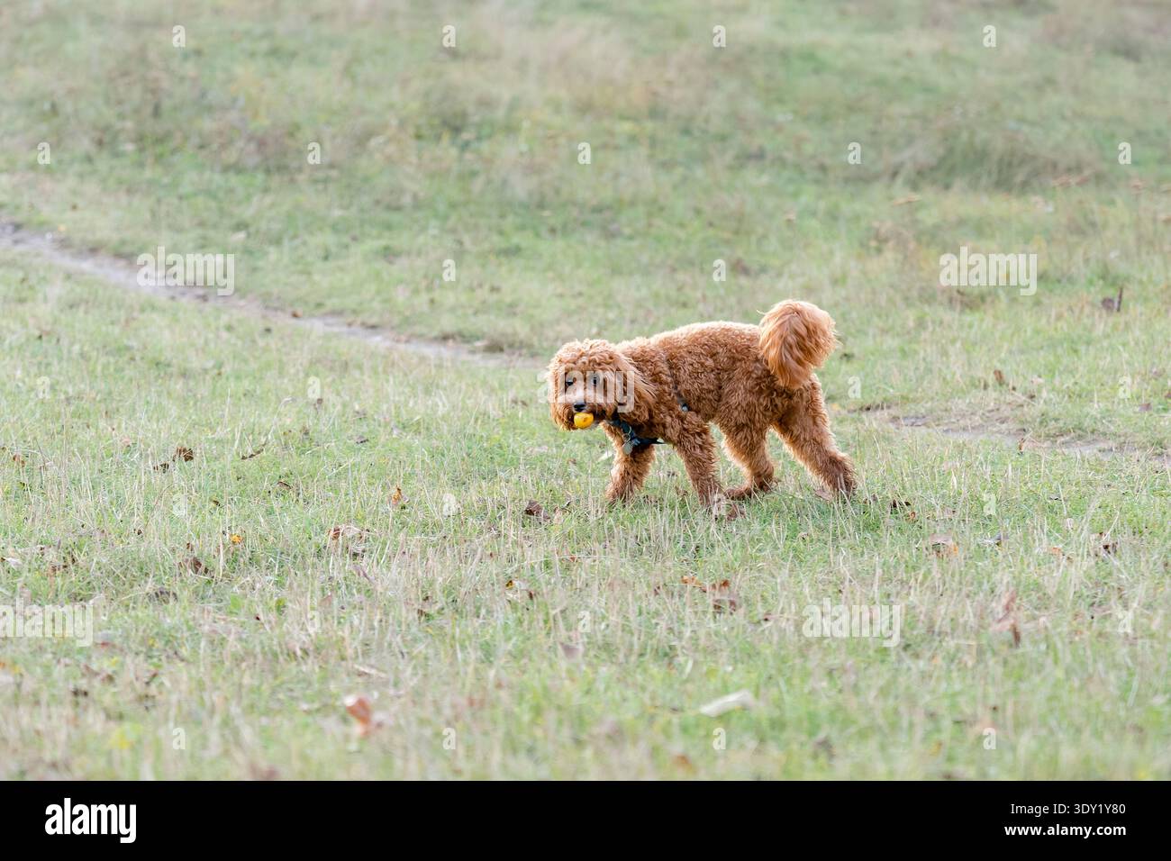 Soffice cagnolino rosso di albicocca maltipoo che porta in bocca palla giocattolo gialla su erba verde. Imbracatura blu, cappotto riccio, energia giocosa. Perfetto per animali domestici, Foto Stock
