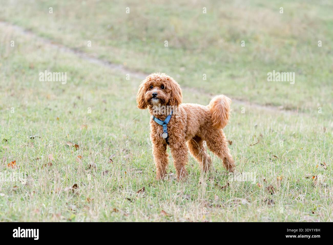 Maltipoo di albicocca rossa ben curata in posa laterale su erba verde, imbracatura blu con medaglie. Elegante postura, morbido cappotto. Foto Stock