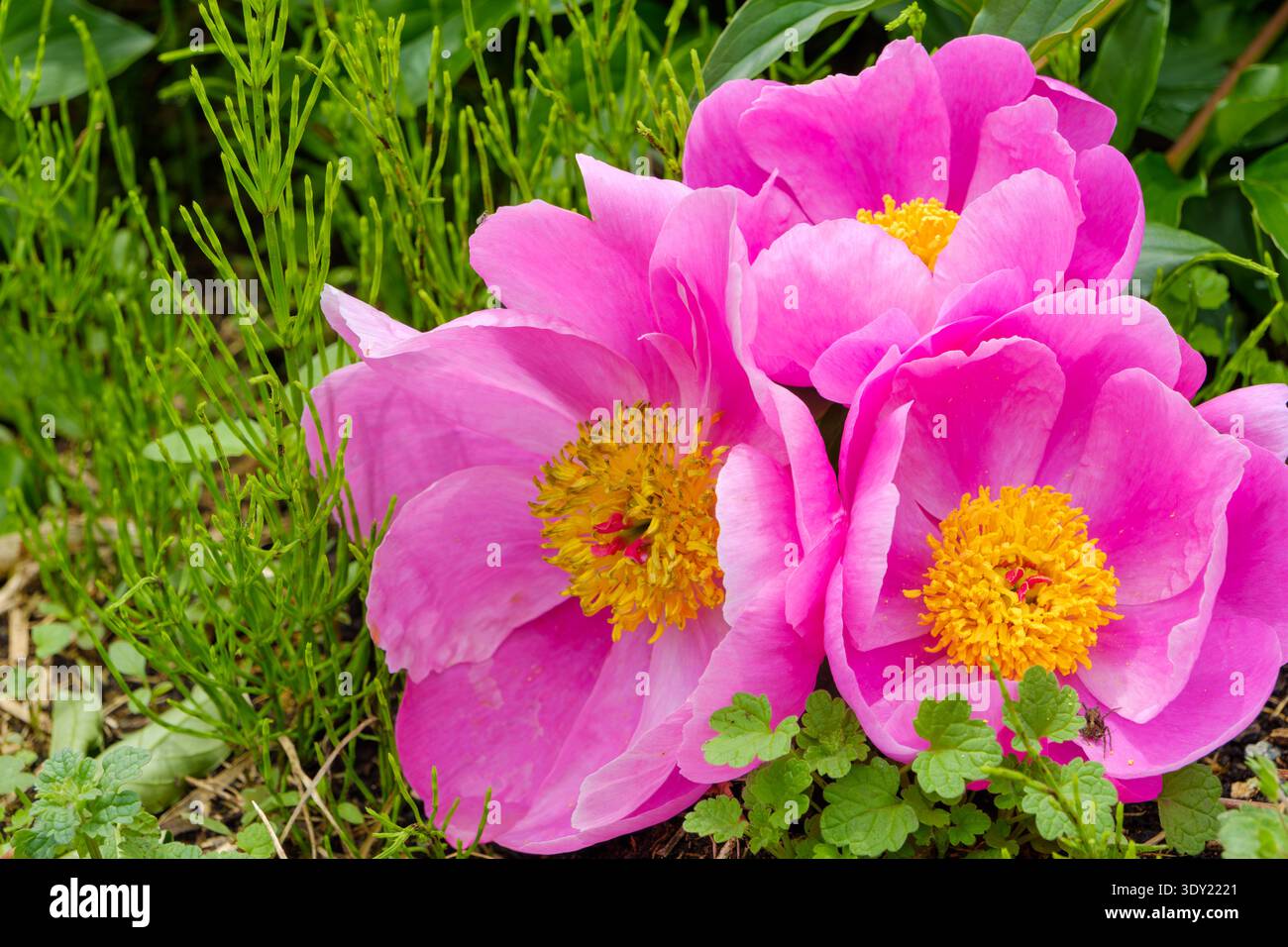 Vibranti fiori di peonia rosa che fioriscono con centri gialli luminosi in giardino Foto Stock