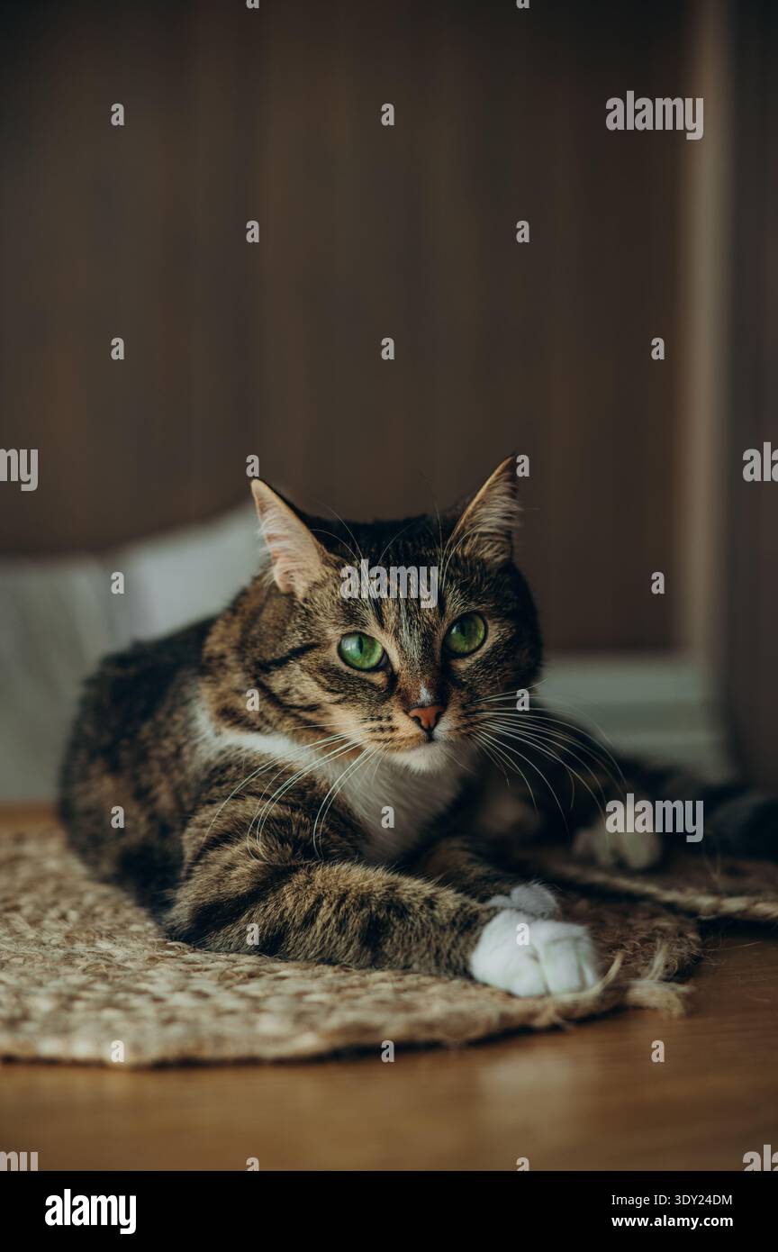 Un gatto tabby giace sul tavolo e guarda curiosamente nella fotocamera. La faccia dei gatti è chiaramente visibile. Ha tre colori. Foto Stock