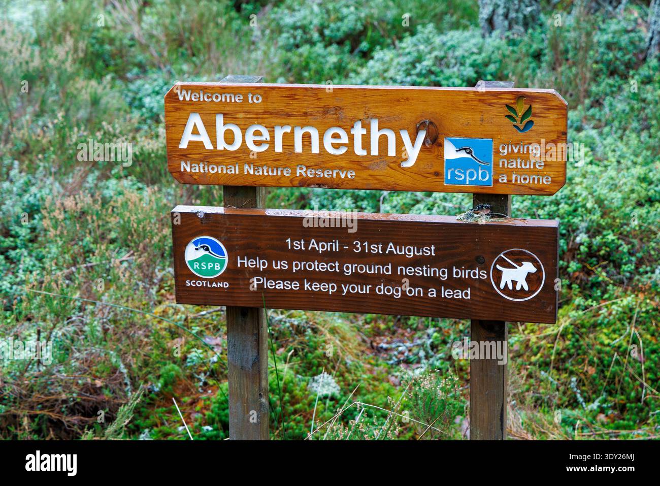 Abernethy National Nature Reserve, cartello RSPB, Scozia, Regno Unito Foto Stock