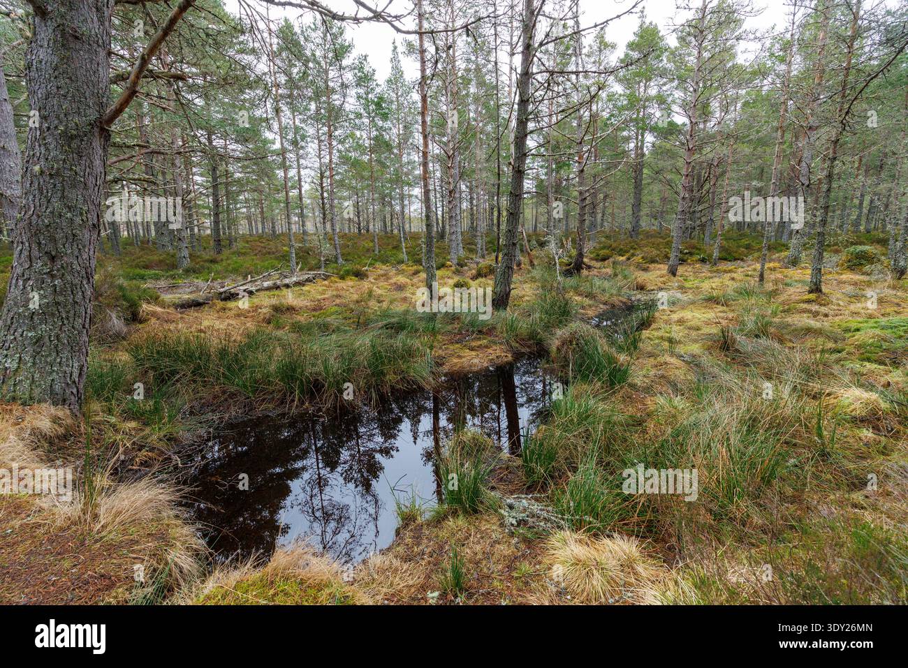 Piscina con acqua stagnante a Dell Woods, Abernethy National Nature Reserve, RSPB, Scozia, Regno Unito Foto Stock
