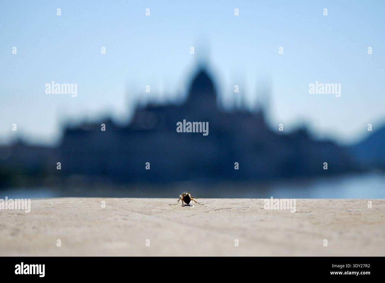 la vespa guarda la casa del parlamento a budapest Foto Stock