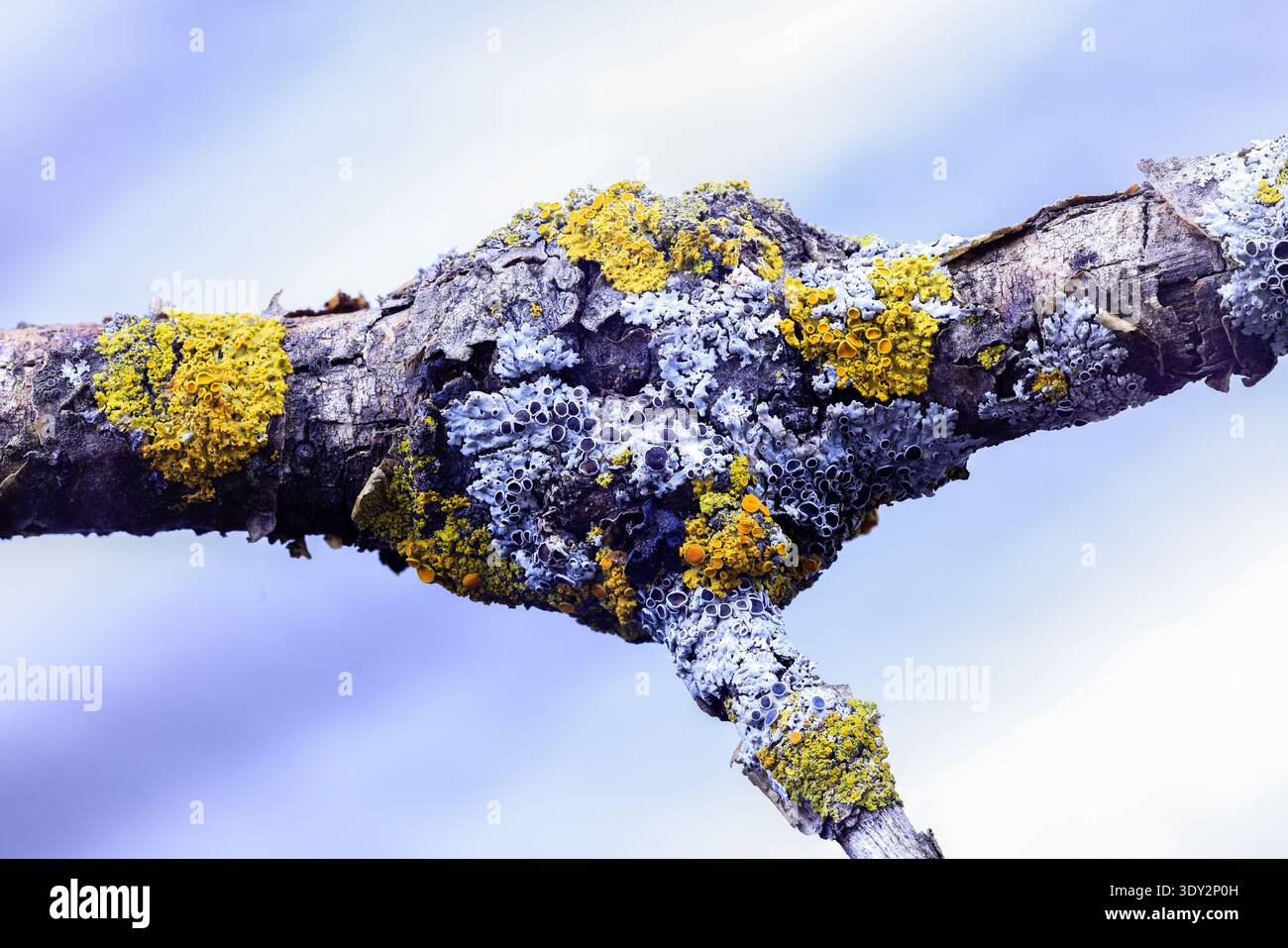 Macro primo piano di licheni grigi e gialli che crescono sulla corteccia degli alberi, mostrando una crescita biologica dettagliata e una superficie ruvida naturale in un ambiente boschivo Foto Stock