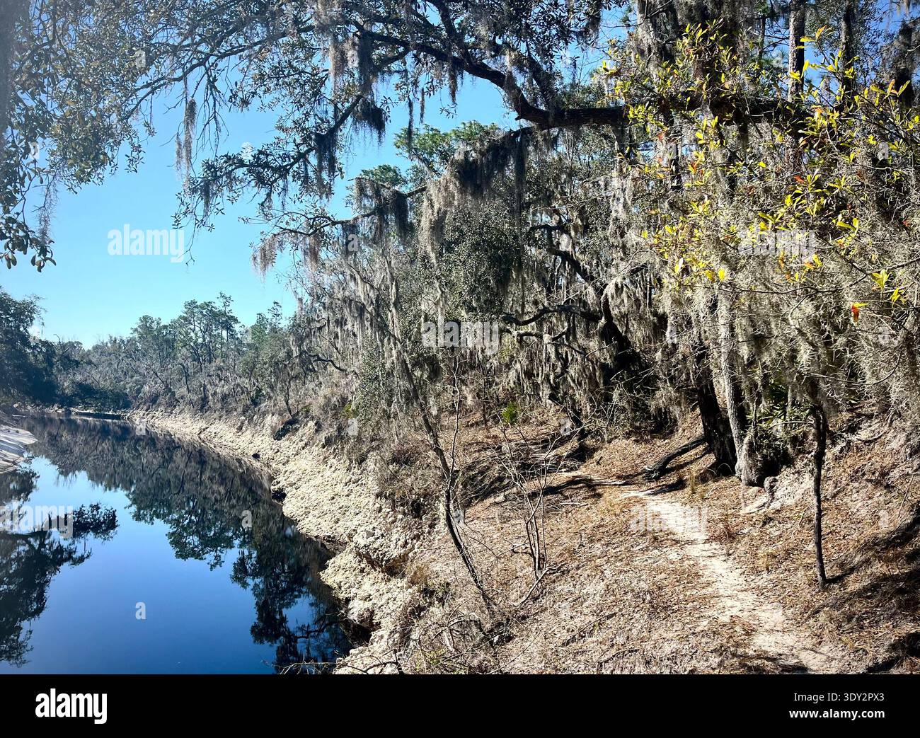 Florida Trail lungo il fiume Suwannee - Immagine stock catturata con smartphone