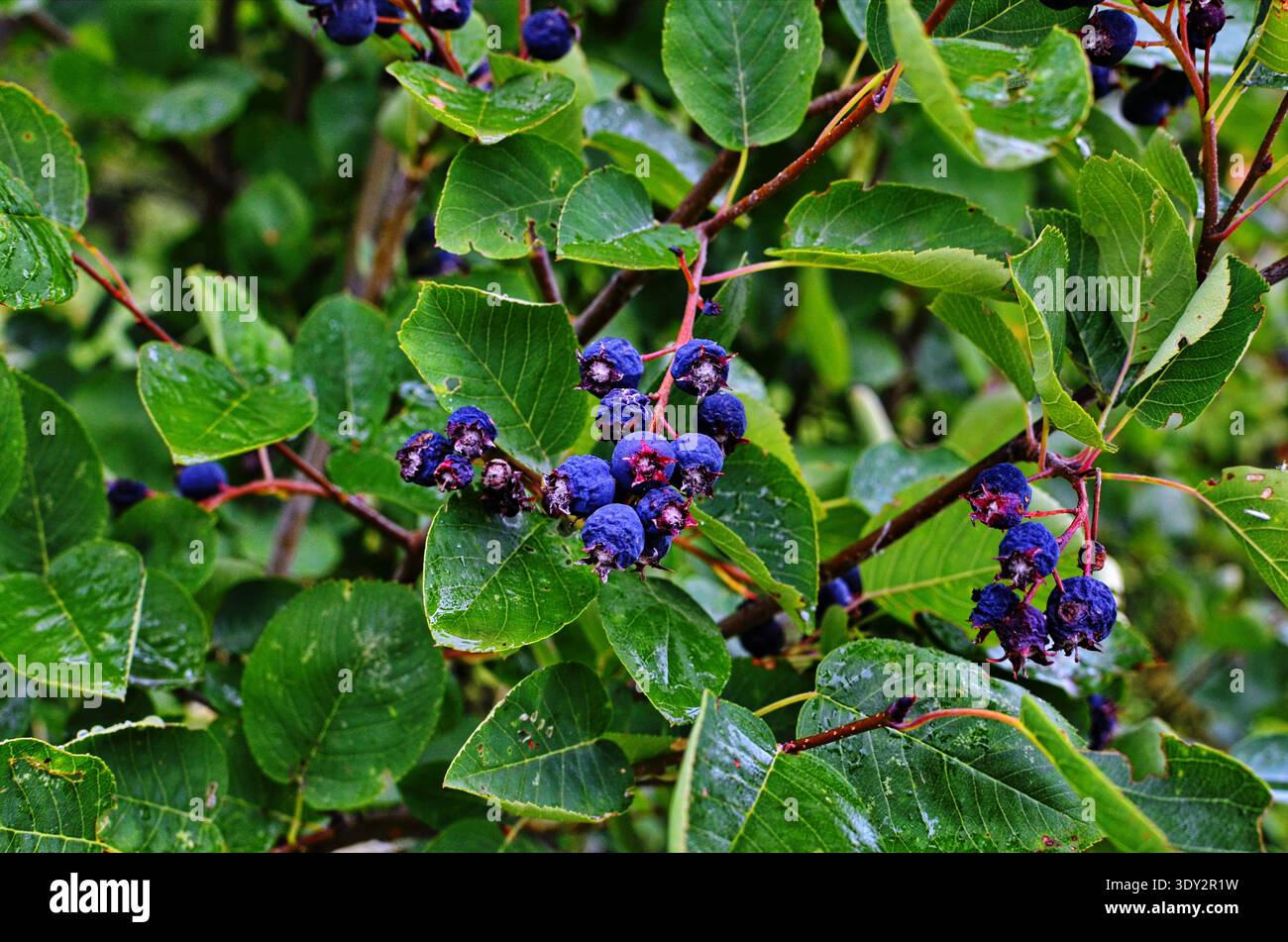 Bacche di Saskatoon. Ramo di Amelanchier Foto Stock