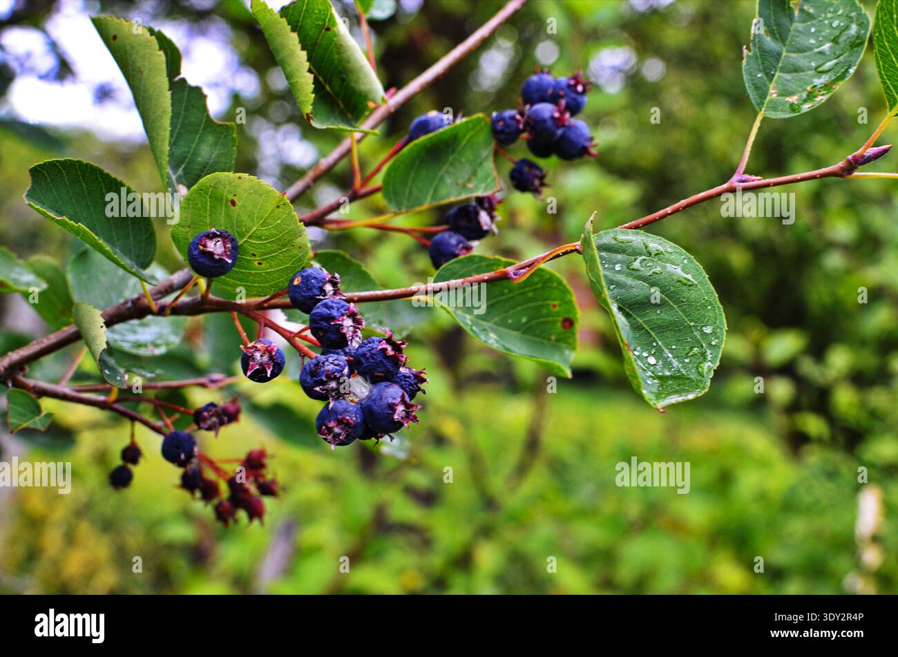 Bacche di Saskatoon. Ramo di Amelanchier Foto Stock