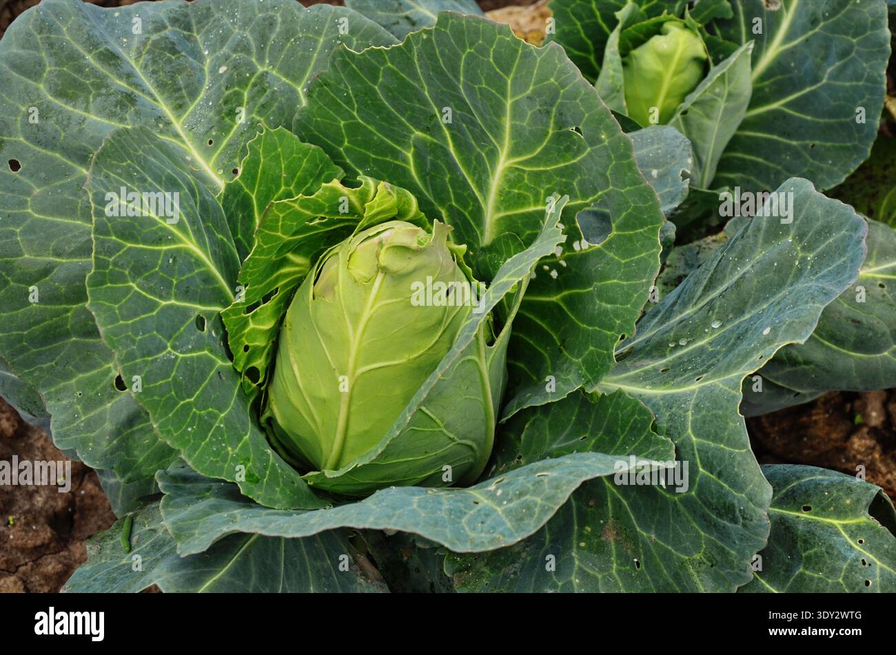 Cavolo o Brassica oleracea capitata, Borecole, broccoli Foto Stock