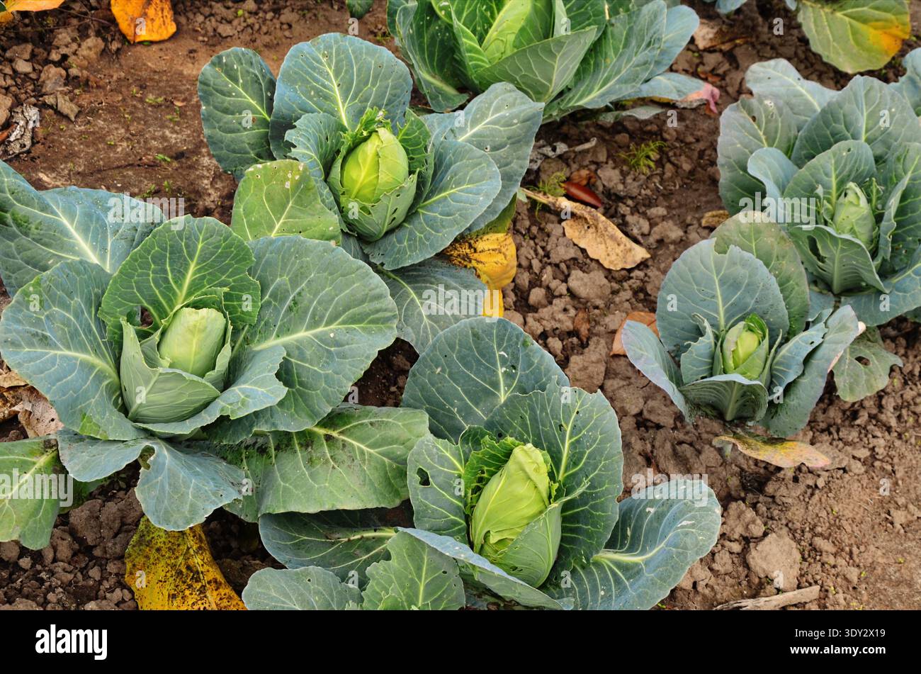 Cavolo o Brassica oleracea capitata, Borecole, broccoli Foto Stock