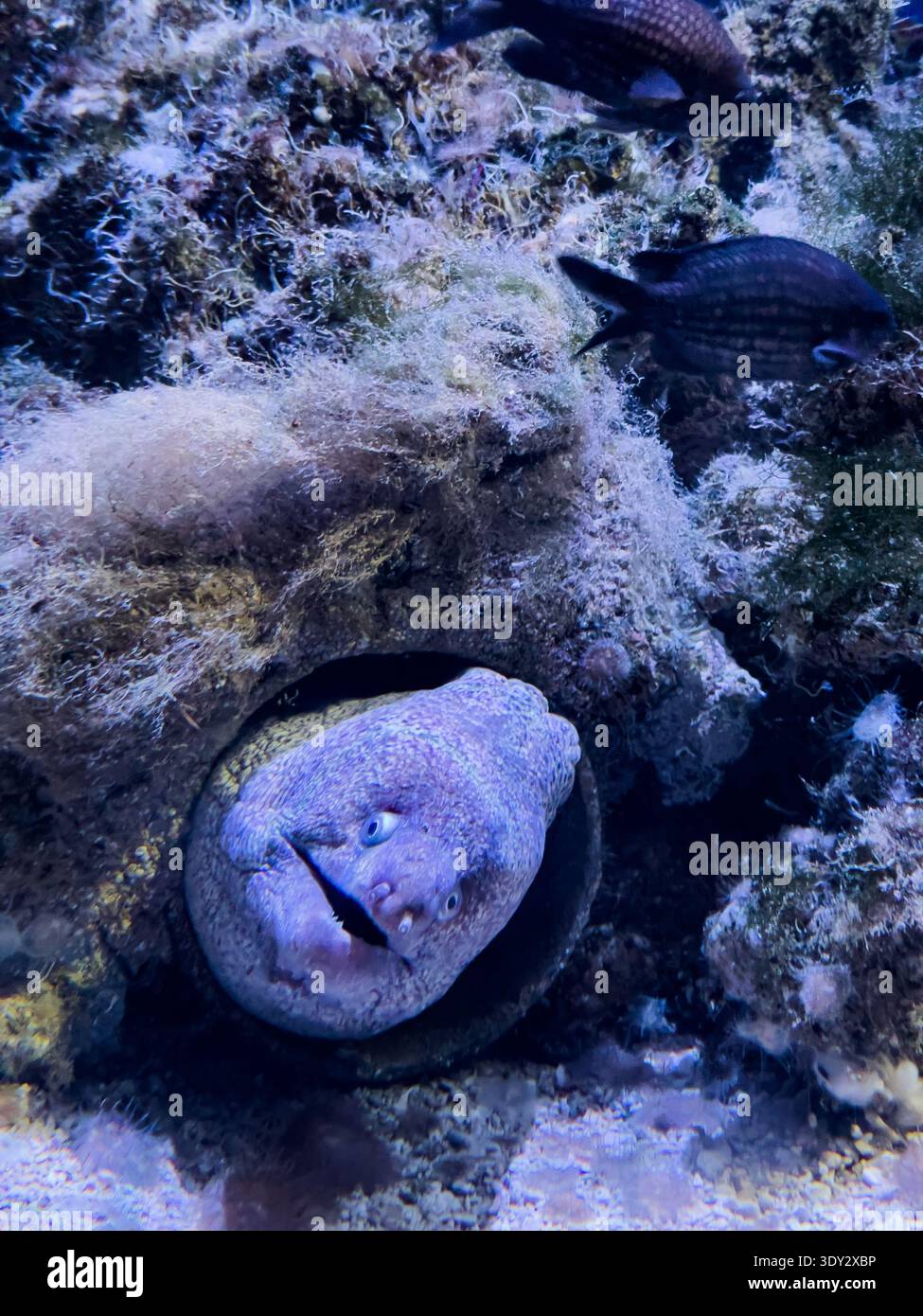 Anguilla che sbuca fuori dal suo nascondiglio in un acquario facendo un volto divertente che sembra un sorriso Foto Stock
