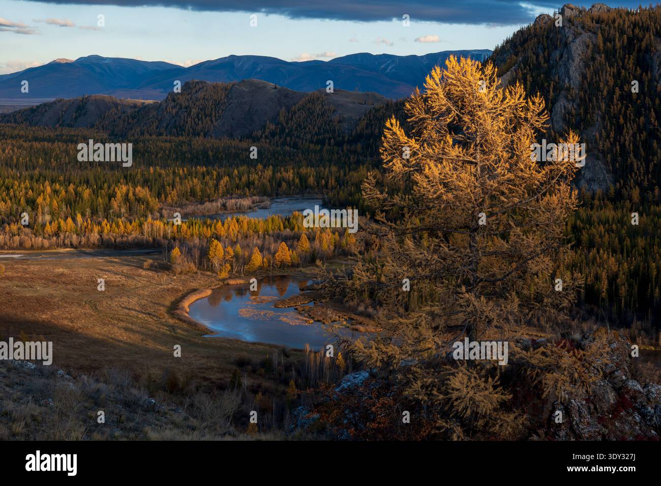 Larice dorato inondato dalla luce del tramonto sul tortuoso fiume e sulla valle boscosa delle montagne, sereno scenario autunnale. Foto Stock