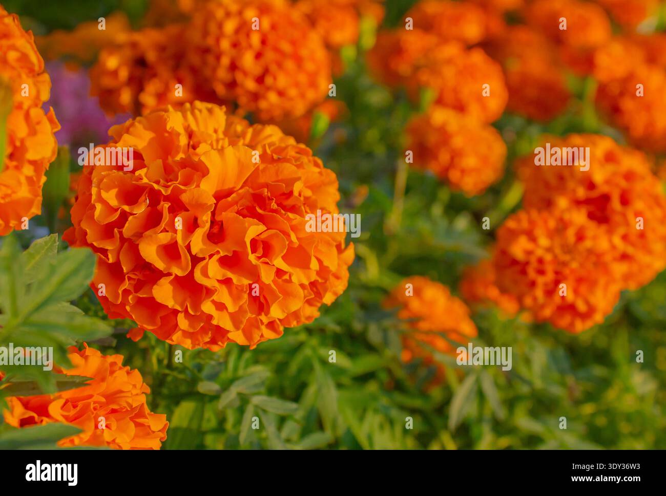 Primo piano, Orange Tagetes erecta, nota come calendula africana o grande calendula su uno sfondo sfocato di foglie verdi. Foto Stock