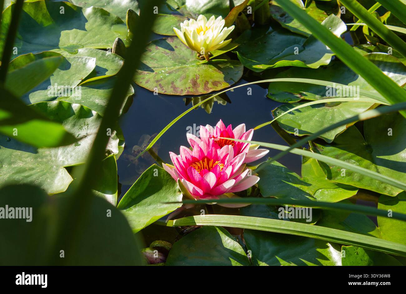 Ninfee bianche e rosa sullo sfondo del laghetto con spazio di copia. Due fiori di loto Nymphaea rosa e una giglio bianco Nymphaea alba su un verde Foto Stock
