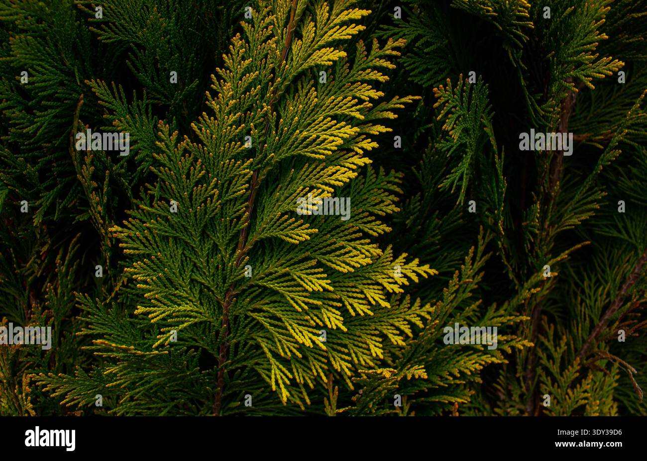 Primo piano di foglie di arbusto dorato Thuja occidentalis Yellow Ribbon, sfondo o texture dorati naturali. Foto Stock