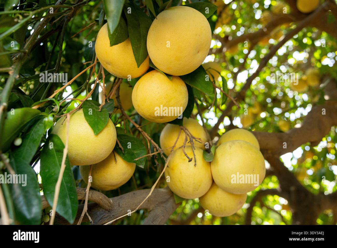 Un gruppo di pompelmo giallo maturo su un albero Foto Stock