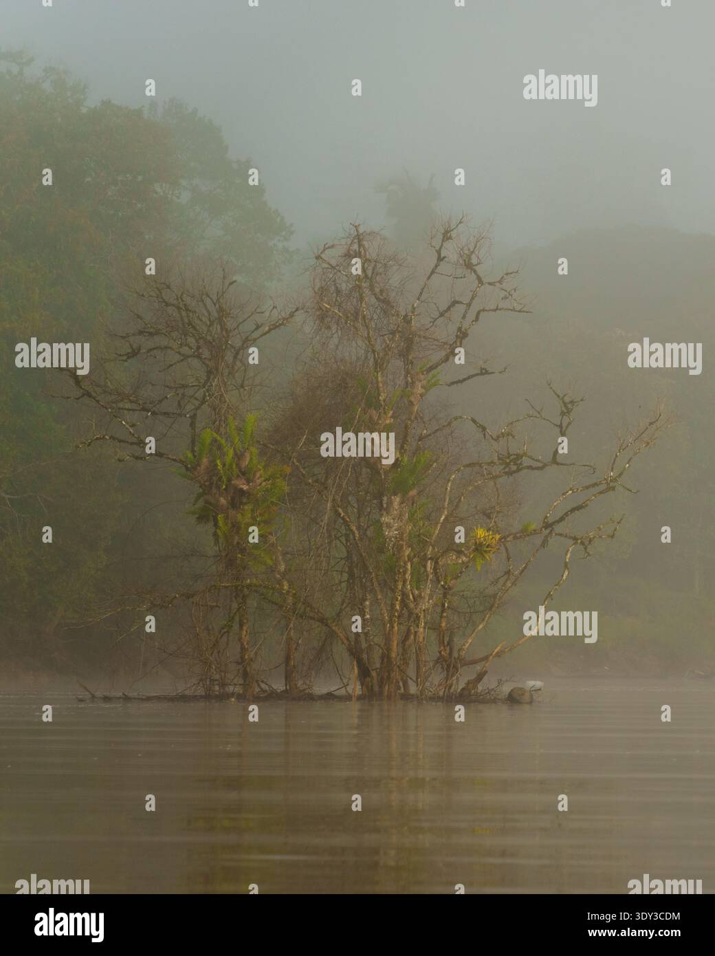 La nebbia mattutina pende su un fiume calmo dove alberi parzialmente sommersi sorgono vicino a una riva della foresta pluviale. Foto Stock