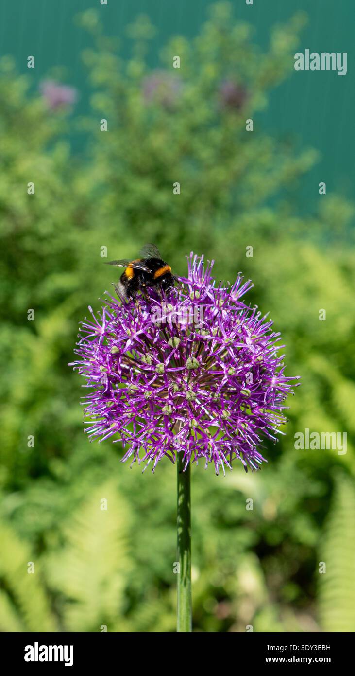 Un bumblebee seduto su un fiore viola e che raccoglie nettare in un ambiente naturale all'aperto. Foto scattata il 10 gennaio 2026. Foto Stock
