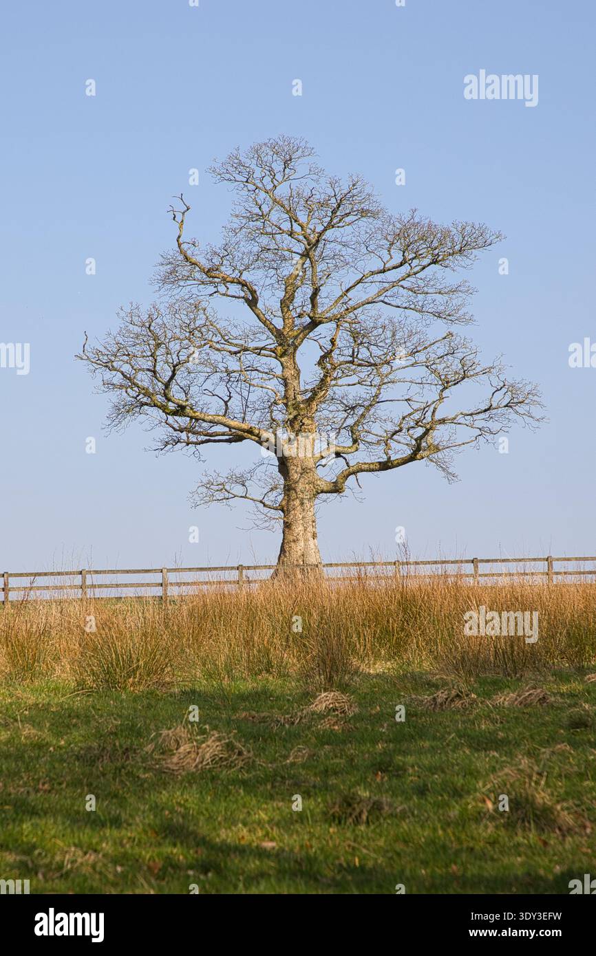 Un albero di quercia solitario e senza fronzoli in un campo erboso dietro una recinzione in legno a Rivington, Bolton, Regno Unito, sotto un cielo azzurro. Foto Stock