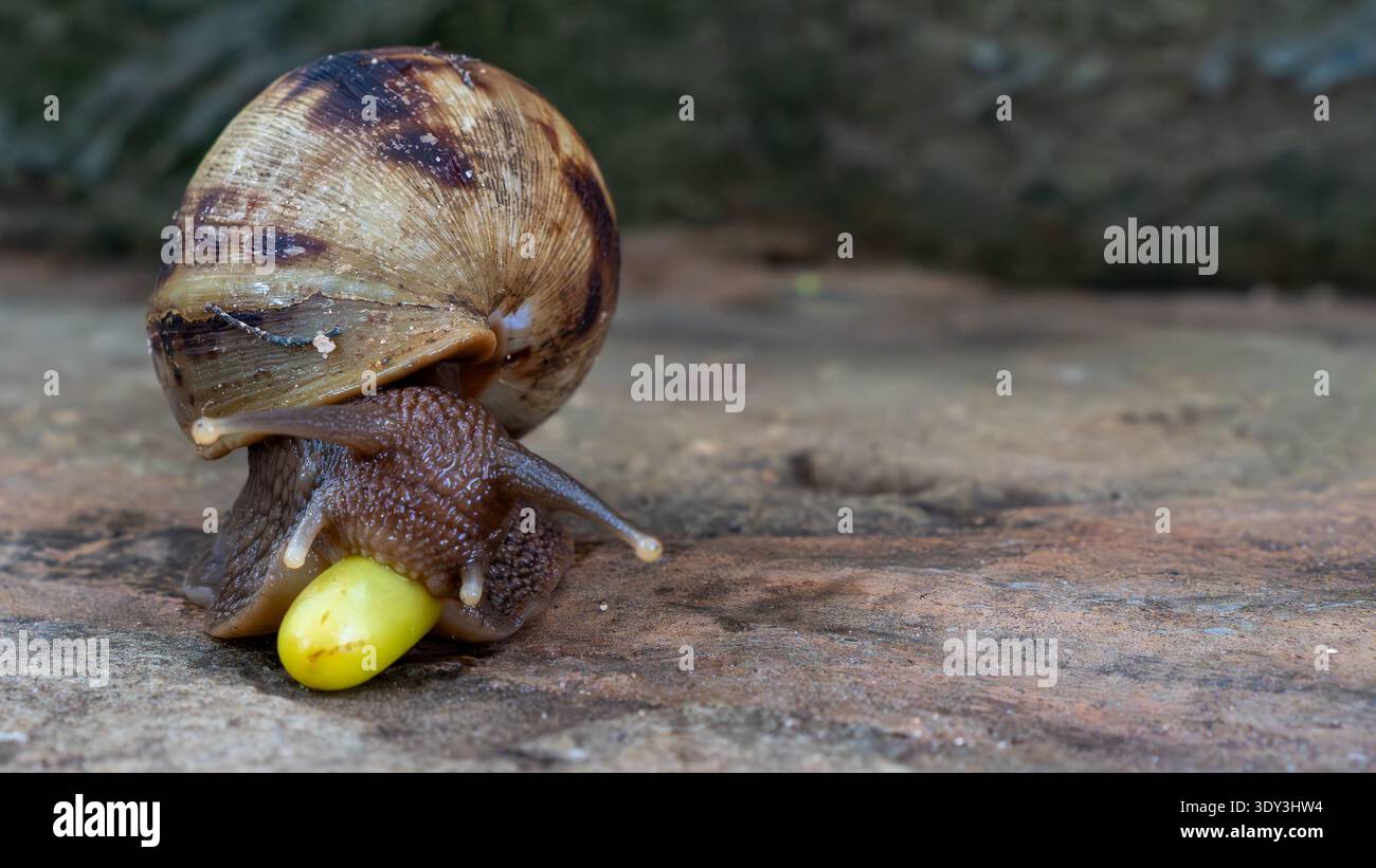 Primo piano di una lumaca che mangia un'uva, mostrando il suo guscio testurizzato e il suo comportamento di alimentazione. Foto scattata il 10 gennaio 2026. Foto Stock