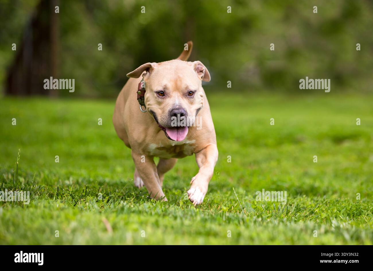 Un cane di razza mista Staffordshire Bull Terrier che cammina verso la telecamera con un'espressione felice Foto Stock