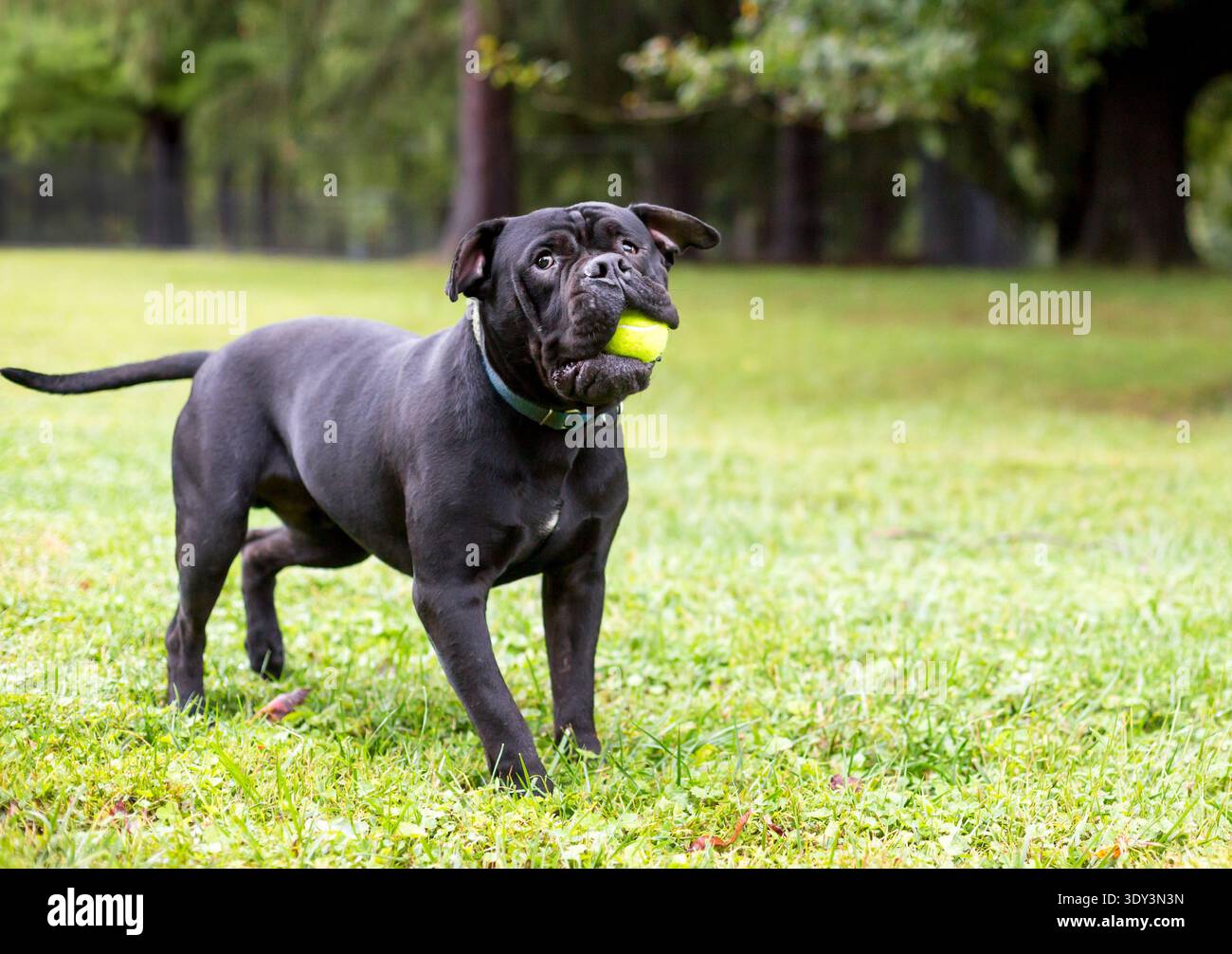 Un cane nero Shar-Pei x Pit Bull Terrier di razza mista che gioca con una palla in bocca Foto Stock