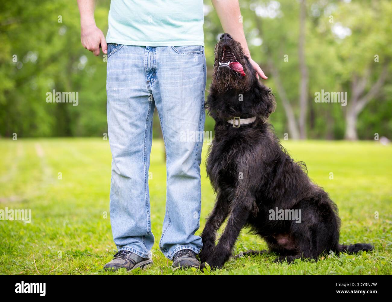 Una persona che accarezza un cane di razza mista Happy Retriever x Schnauzer Foto Stock