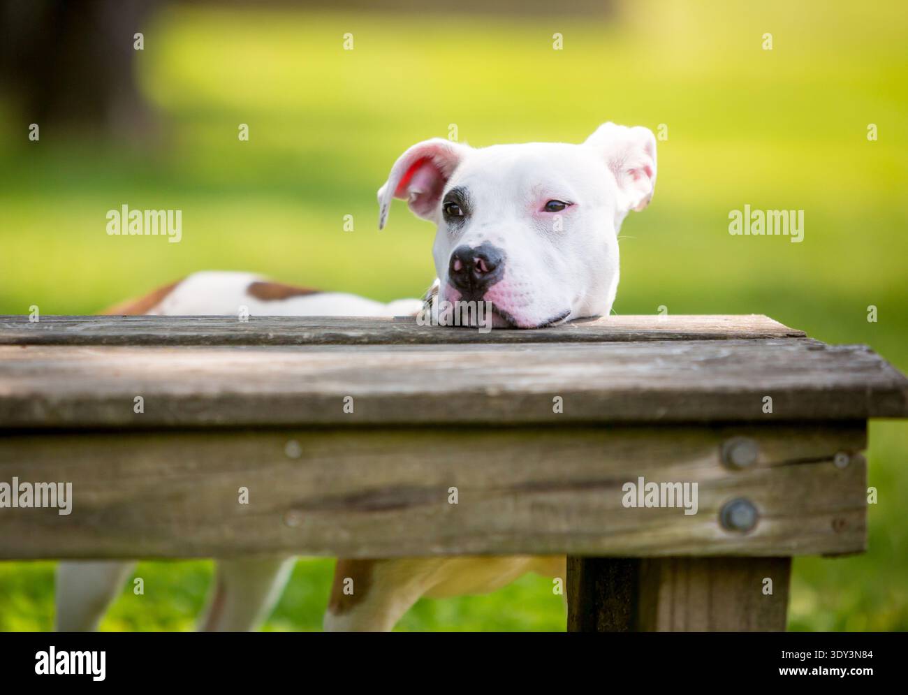 Un cane bianco di razza mista Pit Bull Terrier che riposa la testa su una panchina con un'espressione annoiata Foto Stock