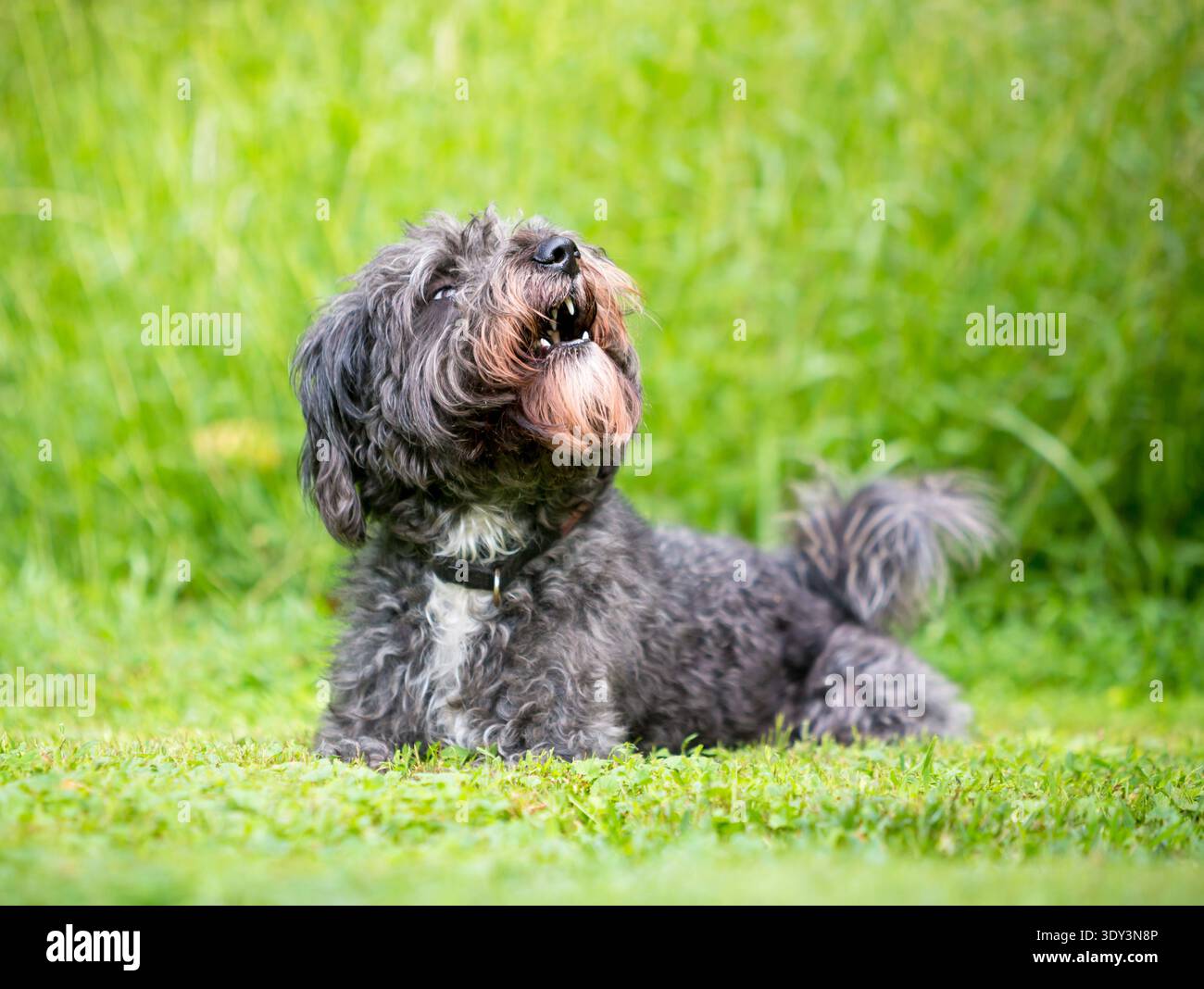 Un cane grigio di razza mista Poodle steso sull'erba con la bocca aperta Foto Stock