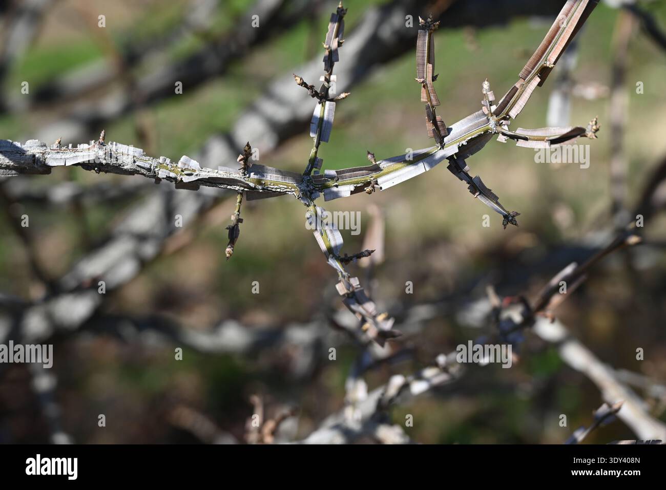 Ali di mandrino alato (Euonymus alatus). Arbusto deciduo Celastraceae. Un albero con un bellissimo fogliame autunnale, con ali di corky sui rami. Foto Stock