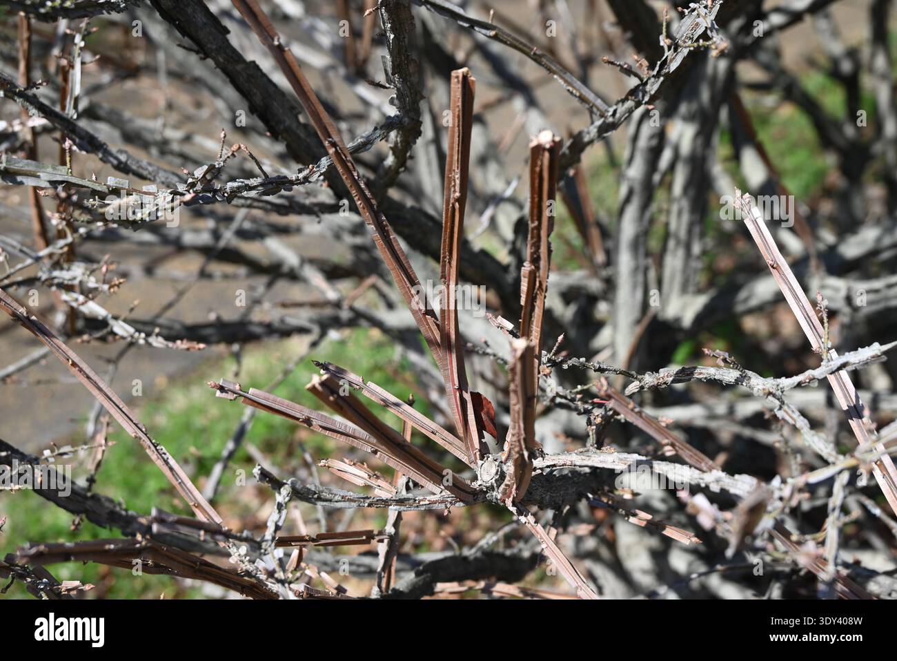 Ali di mandrino alato (Euonymus alatus). Arbusto deciduo Celastraceae. Un albero con un bellissimo fogliame autunnale, con ali di corky sui rami. Foto Stock
