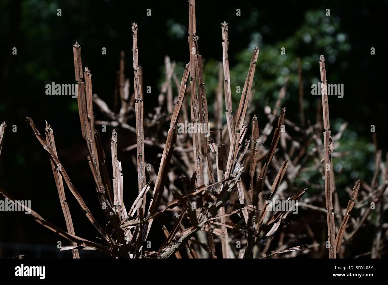 Ali di mandrino alato (Euonymus alatus). Arbusto deciduo Celastraceae. Un albero con un bellissimo fogliame autunnale, con ali di corky sui rami. Foto Stock