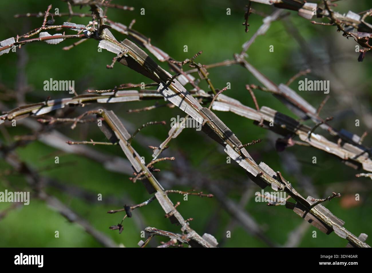 Ali di mandrino alato (Euonymus alatus). Arbusto deciduo Celastraceae. Un albero con un bellissimo fogliame autunnale, con ali di corky sui rami. Foto Stock
