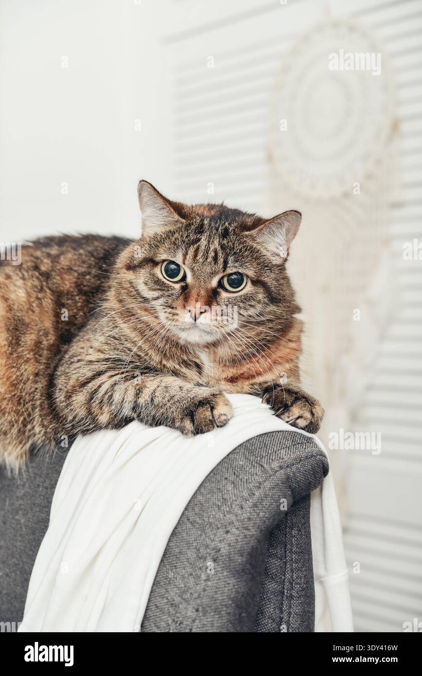 Un gatto tabby siede sul retro della poltrona sullo sfondo di una stanza luminosa Foto Stock