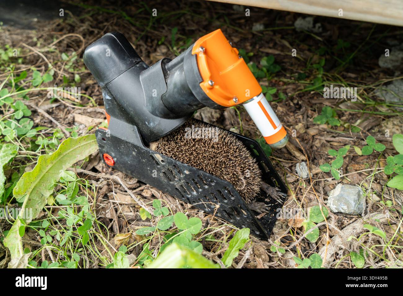 Riccio morto catturato in una trappola automatica, alimentata a CO2 e non tossica per parassiti umani in nuova Zelanda. Foto Stock