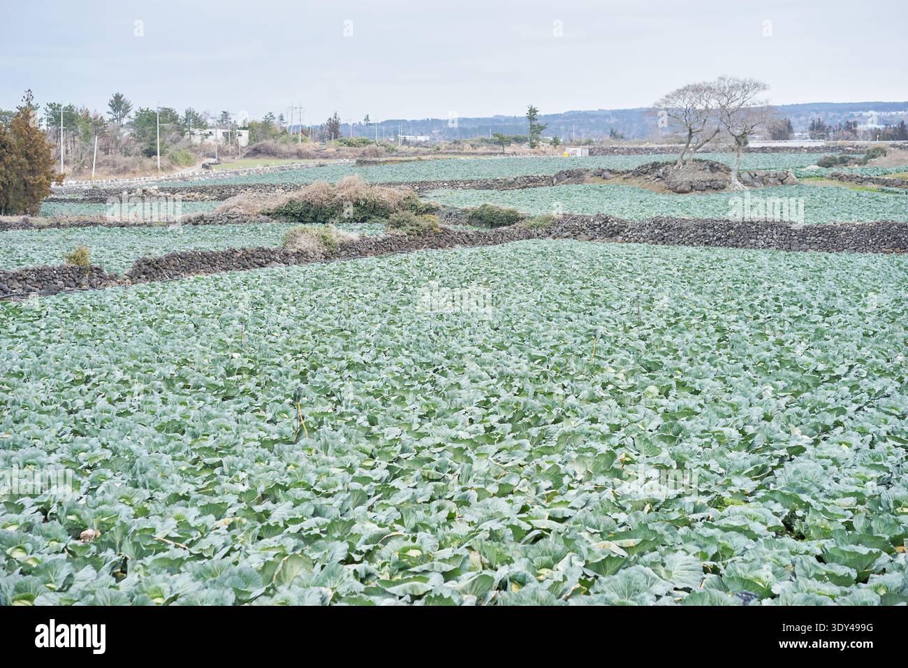 Un vasto campo invernale nell'isola di Jeju, Corea del Sud, è coperto da cavoli freschi e verdi e broccoli. Foto Stock