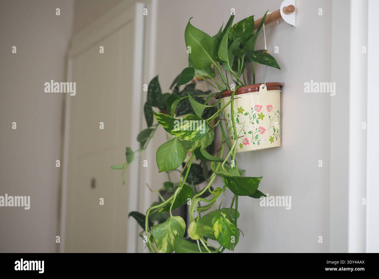 La pianta verde è appesa alla parete con un semplice vaso e un gancio in legno Foto Stock