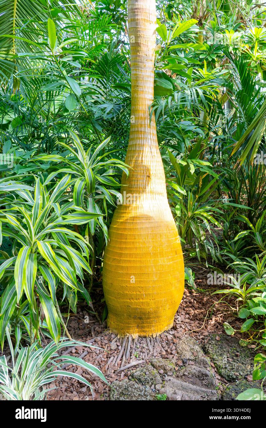 Viene mostrato il tronco dell'albero Hyophorbe lagenicaulis (palma della bottiglia). Guangzhou, Cina. Foto Stock