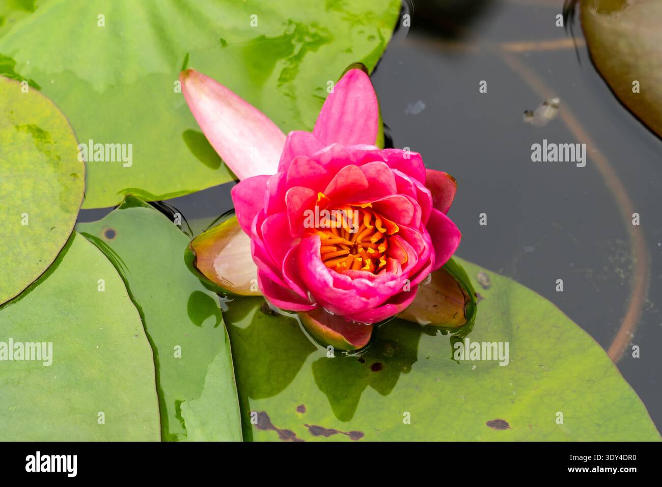 Fiore di ninfea 'rosa'. Thailandia Foto Stock