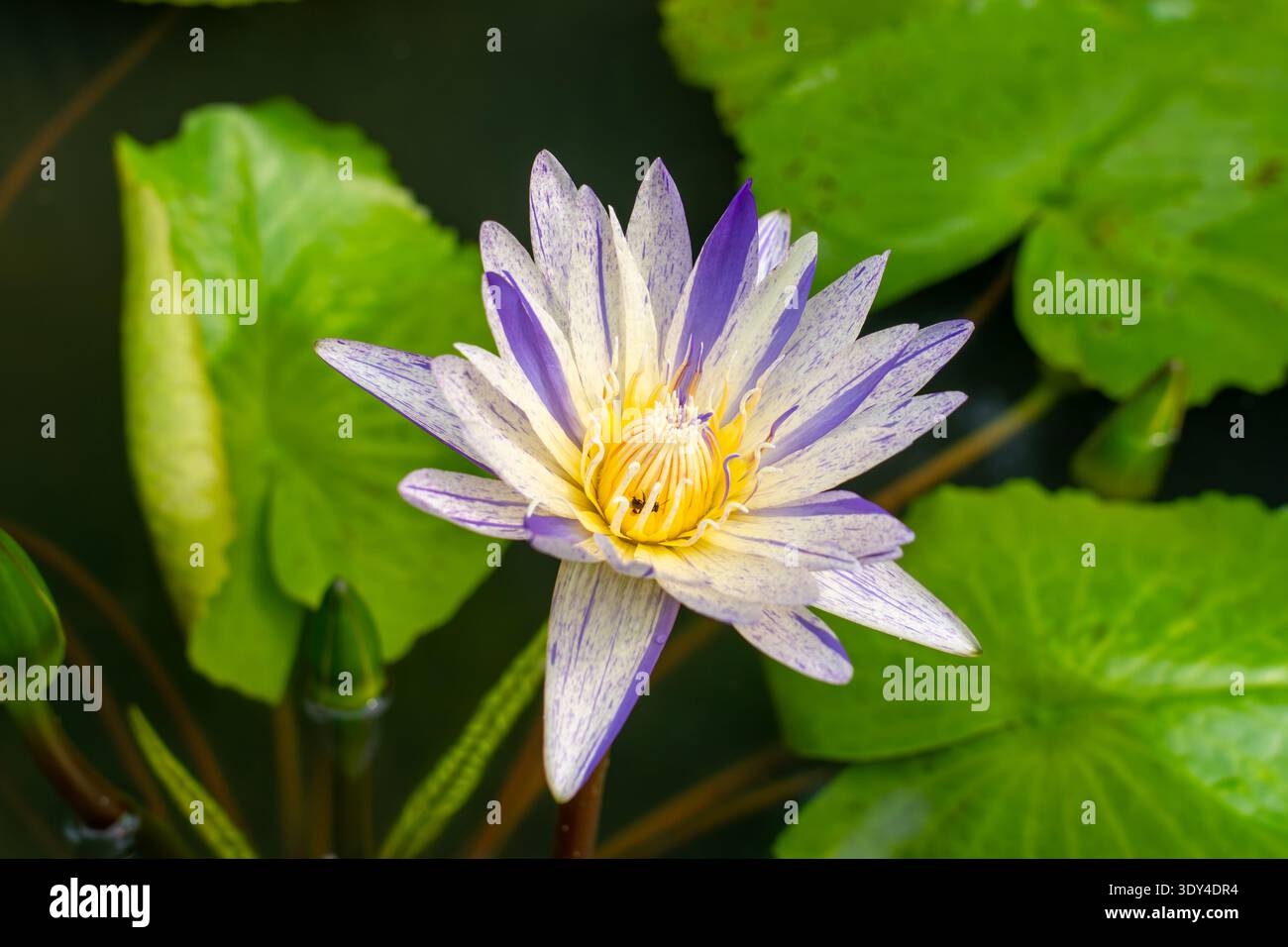 Nymphaea 'Suwant' Water Lily Flower. Thailandia Foto Stock