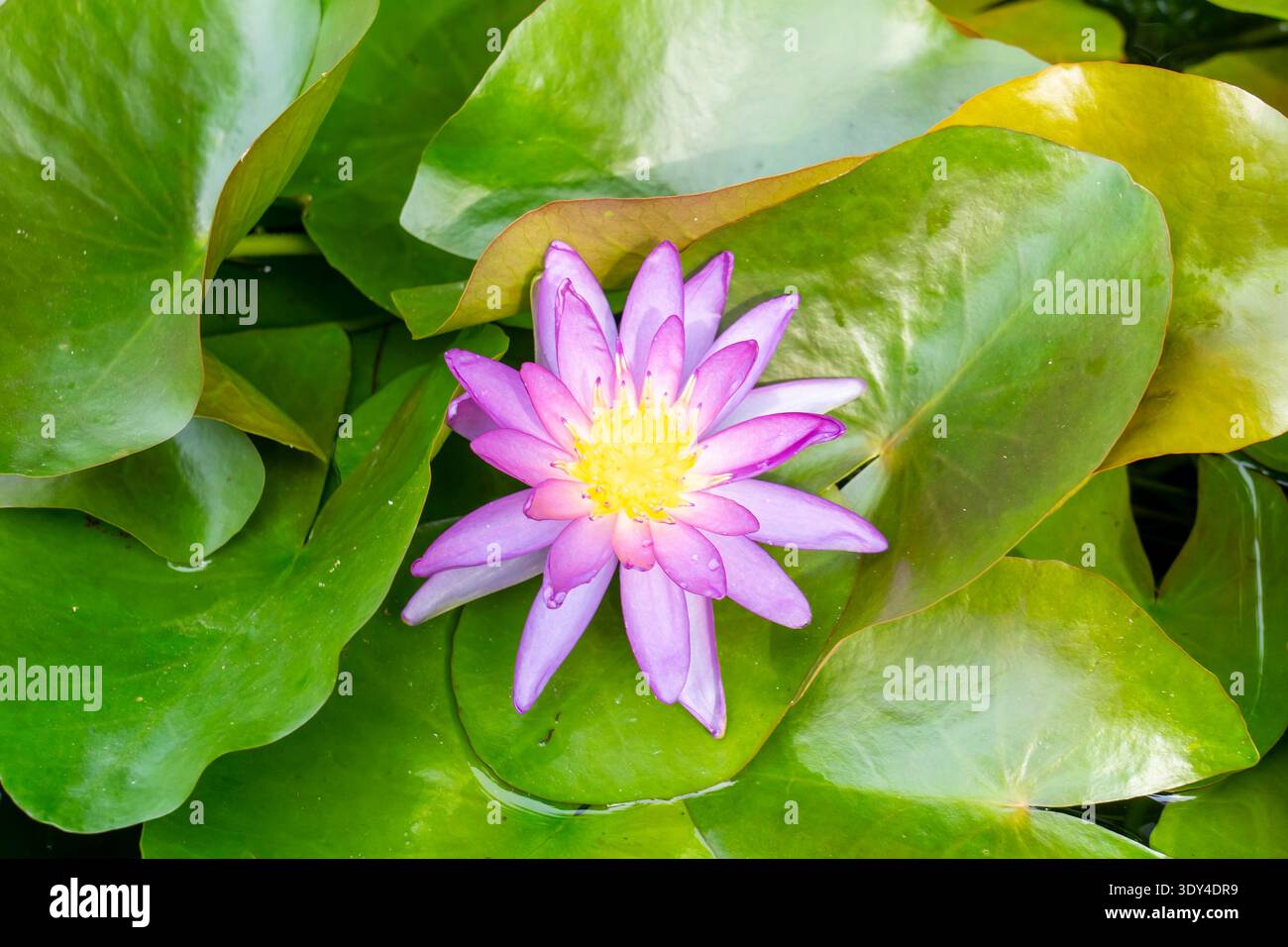Fiore di ninfeo 'Viorichios'. Thailandia Foto Stock