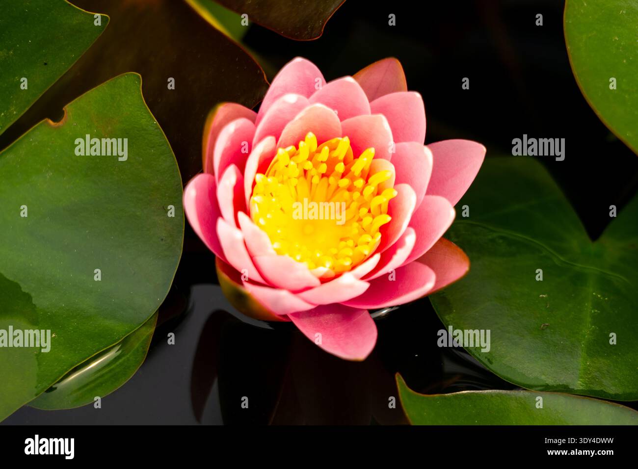 Ninfea ’Pink Sensation’ Water Lily Flower. Thailandia Foto Stock
