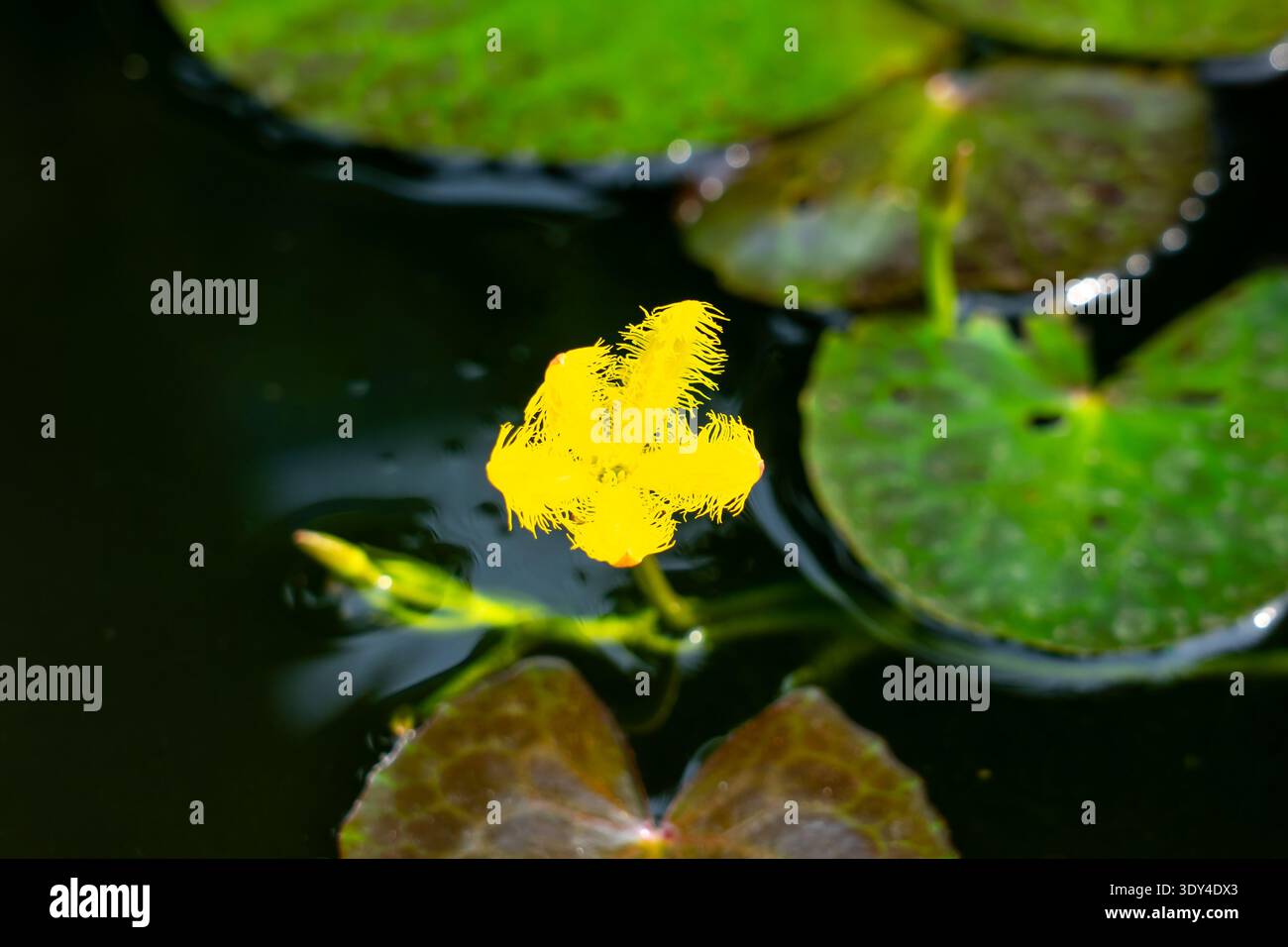 Ninfea ’indica Yellow(Small Flower)’ Fiore d’acqua. Thailandia Foto Stock