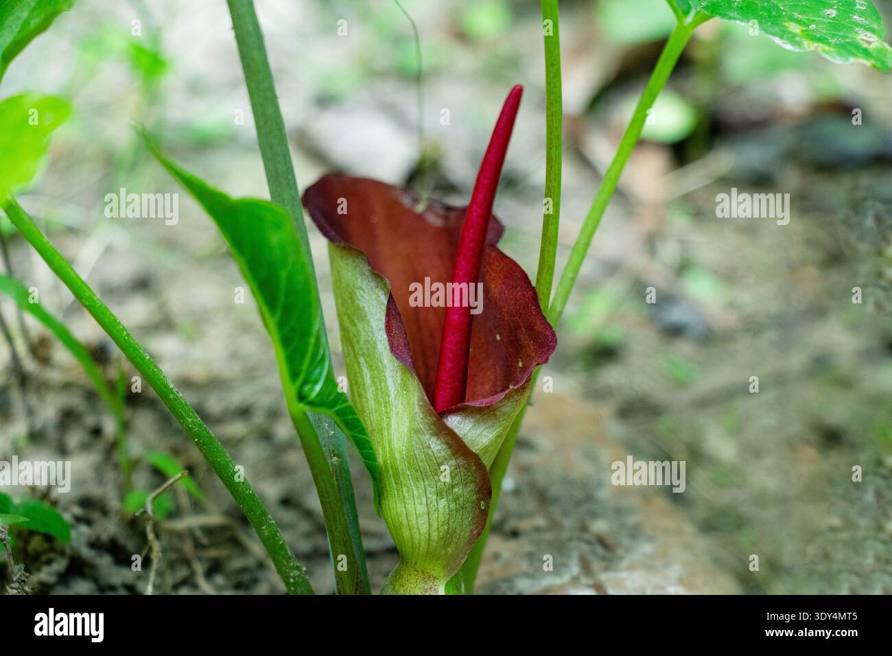 Giglio voodoo o palma serpente o Amorphophallus konjac con bruno rossastro scuro spadix rosso profondo intorno a base a strisce bianche verdi Foto Stock