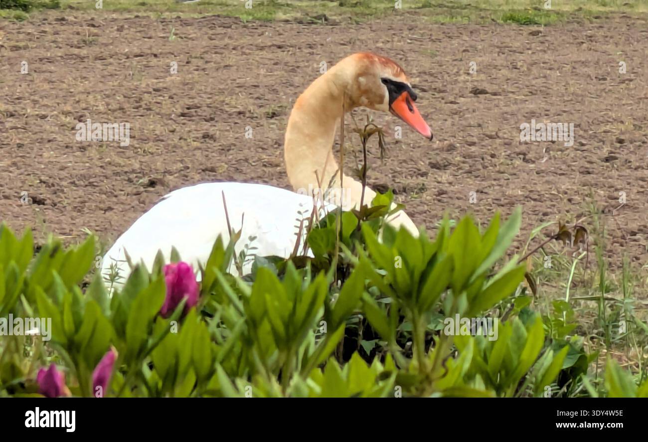 Swan. Foto Stock