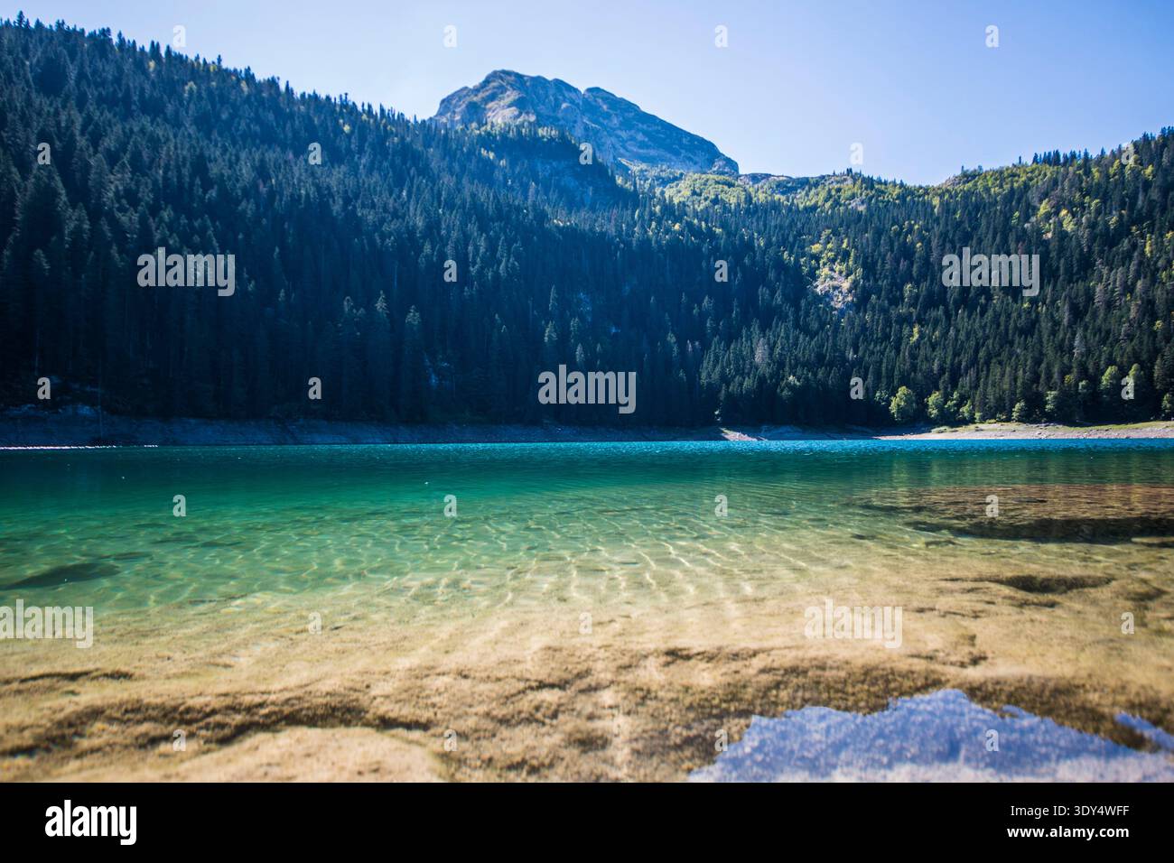 Le calme acque del Lago Nero (Crno Jezero) con la foresta di conifere e le montagne del Durmitor, Montenegro Foto Stock